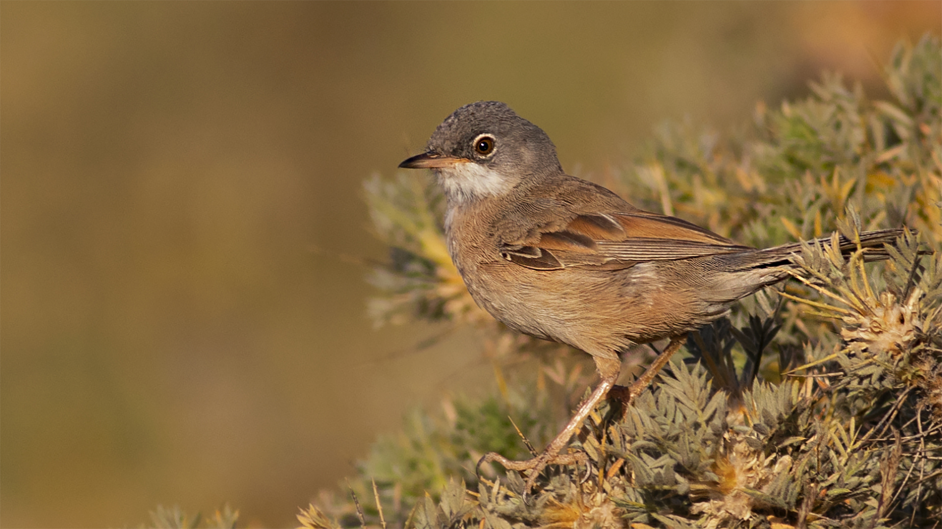 Spectacled Warbler